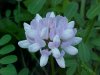 Crown Vetch (Coronilla varia)