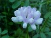 Crown Vetch (Coronilla varia)