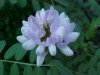 Crown Vetch (Coronilla varia)