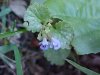 Ground Ivy; Gill-over-the-ground;  Creeping Charlie (Glechoma  hederacea)