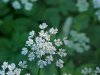Wild Angelica (Angelica triquinata) - described as closely resembling the very poisoness Water Hemlock (Cicuta maculata)