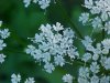 Wild Angelica (Angelica triquinata) - described as closely resembling the very poisoness Water Hemlock (Cicuta maculata)