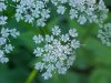 Wild Angelica (Angelica triquinata) - described as closely resembling the very poisoness Water Hemlock (Cicuta maculata)