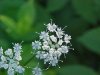 Wild Angelica (Angelica   triquinata) - described as closely  resembling the very poisoness Water Hemlock (Cicuta maculata)