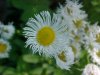 Philadelphia Fleabane (Erigeron philadelphicus)