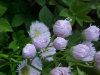 Philadelphia Fleabane (Erigeron philadelphicus)
