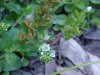 Common Speedwell (Veronica officinalis)