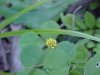 Black Medick (Medicago lupulina)