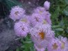 Philadelphia Fleabane (Erigeron philadelphicus)