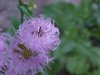 Philadelphia Fleabane (Erigeron philadelphicus)