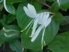 Japanese Honeysuckle (Lonicera japonica)