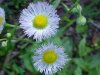 Philadelphia Fleabane (Erigeron philadelphicus)