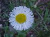 Philadelphia Fleabane (Erigeron philadelphicus)