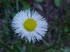 Philadelphia Fleabane (Erigeron philadelphicus)