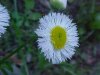 Philadelphia Fleabane (Erigeron philadelphicus)