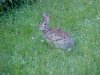 Rabbits of LDEO, Columbia Univ., Palisades, N.Y., USA