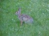 Rabbits of LDEO, Columbia Univ., Palisades, N.Y., USA