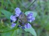 Heal-all; Self-heal (Prunella vulgaris)