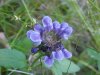Heal-all; Self-heal (Prunella vulgaris)