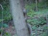 Squirrels of LDEO, Columbia Univ., Palisades, N.Y., USA