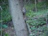 Squirrels of LDEO, Columbia Univ., Palisades, N.Y., USA