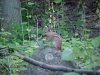 Chipmunks of LDEO, Columbia Univ., Palisades, N.Y., USA