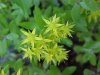Stringy Stonecrop, Yellow Moss, Graveyard Moss (Sedum sarmentosum) - thanks to Gottfried Unger for correction: was misidentified as Wild Stonecrop (Sedum ternatum)
