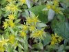 Stringy Stonecrop, Yellow Moss, Graveyard Moss (Sedum sarmentosum) - thanks to Gottfried Unger for correction: was misidentified as Wild Stonecrop (Sedum ternatum)