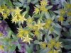 Stringy Stonecrop, Yellow Moss, Graveyard Moss (Sedum sarmentosum) - thanks to Gottfried Unger for correction: was misidentified as Wild Stonecrop (Sedum ternatum)