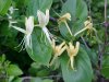 Japanese Honeysuckle (Lonicera japonica)