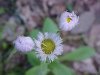 Philadelphia Fleabane (Erigeron philadelphicus)