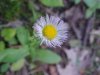 Philadelphia Fleabane (Erigeron philadelphicus)