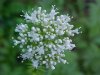Swamp Valerian; (Valeriana uliginosa)