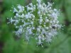 Swamp Valerian; (Valeriana uliginosa)
