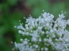Swamp Valerian; (Valeriana uliginosa)