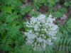 Swamp Valerian; (Valeriana uliginosa)