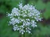 Swamp Valerian; (Valeriana uliginosa)