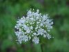 Swamp Valerian; (Valeriana uliginosa)