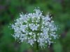 Swamp Valerian; (Valeriana uliginosa)
