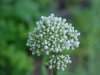 Swamp Valerian; (Valeriana uliginosa)