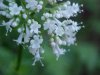 Swamp Valerian; (Valeriana uliginosa)