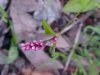 Lady's Thumb (Polygonum persicaria)