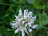 White ; Dutch Clover (Trifolium repens)