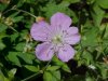 Wild Geranium; Crane's Bill (Geranium maculatum)