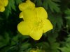 Common Buttercup (Ranunculus acris)
