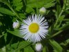 Daisy Fleabane (Erigeron annus)