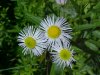 Daisy Fleabane (Erigeron annus)