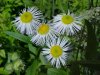 Daisy Fleabane (Erigeron annus)