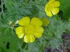 Common Buttercup (Ranunculus acris)