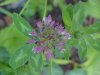 Red Clover (Trifolium pratense)